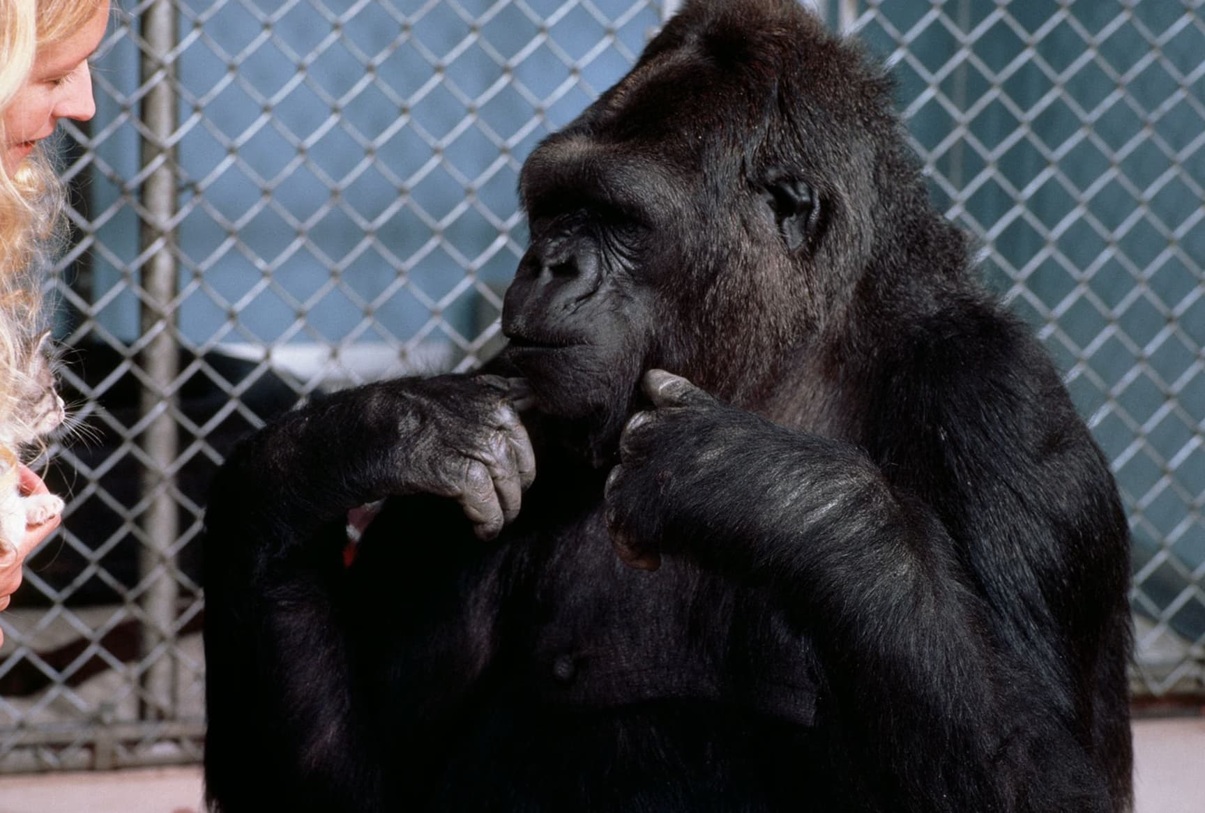 “TIL Scientists have been communicating with apes via sign language since the 1960s; apes have never asked one question.”